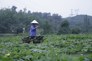 Nông dân xã Thanh Hối (Tân Lạc) tận dụng những chân ruộng một vụ trồng bí xanh phát triển kinh tế gia đình.