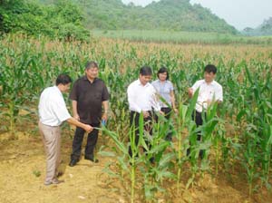 Đoàn công tác của Ban Dân tộc tỉnh thăm mô hình trồng ngô của vùng Thung Rếch, xã Tú Sơn (Kim Bôi).