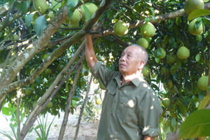 Mô hình trồng bưởi da xanh tại xã Thanh Hối (Tân Lạc) cho sản lượng 600-700 quả/gốc đang được nhân rộng ra các xã trong huyện nhằm nâng cao thu nhập cho người nông dân.