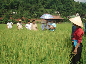 Có được năng suất cao là nhờ lựa chọn được những giống lúa mới chất lượng tốt. Ảnh: Mô hình khảo nghiệm giống lúa BG6 thực hiện tại xóm Ải, xã Phong Phú (Tân Lạc) cho năng suất từ 70-75 tạ/ha.
