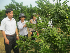 Lãnh đạo UBND huyện Lạc Thủy kiểm tra mô hình trồng cam đường canh tại xã Phú Thành.