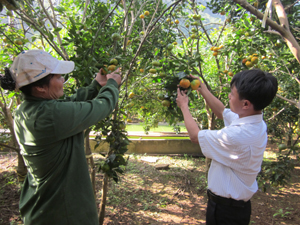 Vườn cam canh đang vụ thu hoạch của một hộ nông dân khu 4, thị trấn Cao Phong ước doanh thu hơn 1 tỷ đồng.