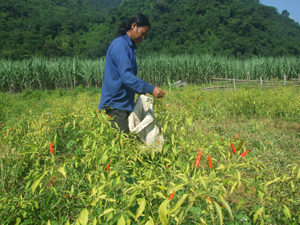 Gia đình chị Bùi Thị Hon, xóm Úi, xã Lỗ Sơn trồng ớt xuất khẩu, đem lại hiệu quả kinh tế cao.