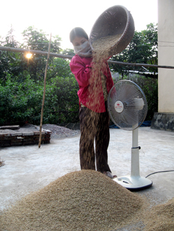 Sau khi thu hoạch lúa vụ mùa 2013, nông dân xóm Mớ Đá (xã Hạ Bì, huyện Kim Bôi) lựa chọn hạt giống lúa đảm bảo chất lượng để chuẩn bị làm giống sẵn sàng cung ứng cho sản xuất vụ xuân 2014.