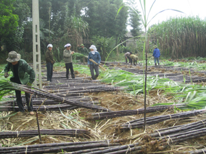 Nông dân xã Phú Vinh (Tân Lạc) thu hoạch mía tím ước đạt trên 300 triệu đồng/ha.

