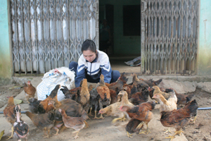 Chị Bùi Xuân Diệu ở xóm Rú 1, xã Xuân Phong (Cao Phong) chăm sóc gà thả vườn.