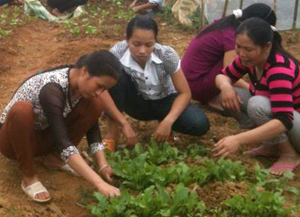 Hội viên phụ nữ xã Thống Nhất (TPHB) tham gia lớp tập huấn trồng rau sạch của Trung tâm dạy nghề Hội LHPN tỉnh.

