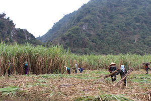 Mô hình sinh kế của DAGN đã hỗ trợ nhóm hộ hưởng lợi xóm Yên Tân, xã Lạc Lương (Yên Thủy) giảm nghèo bền vững.

