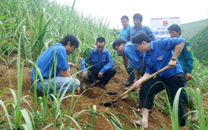 Thành đoàn Hòa Bình phối hợp triển khai mô hình trồng vườn cam thanh niên tại xóm Đồng Chụa, xã Thống Nhất.
