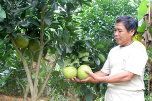 Gia đình ông Bùi Văn Riu, xóm Bào 2, xã Thanh Hối (Tân Lạc) đầu tư trồng 100 gốc bưởi da xanh và bưởi đỏ.