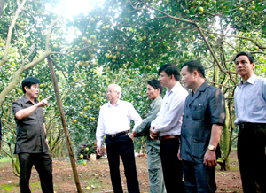 Đồng chí Nguyễn Văn Dũng, Phó Chủ tịch UBND tỉnh cùng lãnh đạo các sở, ngành thăm vườn cam tại Đội Thu Phong (Cao Phong).