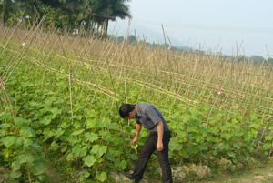 Xã Tân Vinh, Lương Sơn mở rộng diện tích trồng dưa chuột hàng hoá cho thu nhập khá.

