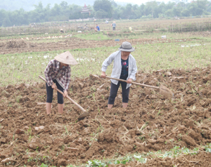 Nông dân xóm Sào Đông, xã Sào Báy tập trung làm đất chuẩn bị trồng các loại rau vụ đông.


