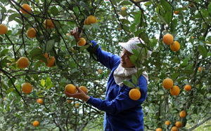 Huyện Cao Phong khai thác tiềm năng phát triển nông nghiệp hàng hóa. ảnh: Người dân thị trấn Cao Phong thu hoạch cam.

