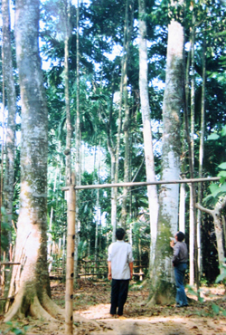 Những cây dổi đang đến kỳ cho thu quả của người dân xóm Be Trong, xã Chí Đạo, huyện Lạc Sơn.