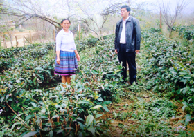Chè Shan Tuyết được trồng chủ yếu ở Mai Châu, Đà Bắc và Lạc Sơn tỉnh Hòa Bình