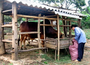 Nông dân xã Nhân Nghĩa, huyện Lạc Sơn dự trữ lá mía làm thức ăn thô cho trâu, bò vụ đông.