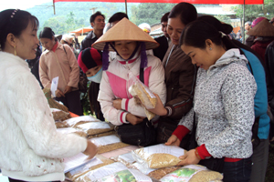 Hơn 30 loại giống lúa thuần khác nhau được các nhóm nông hộ giới thiệu, quảng bá tại hội chợ.