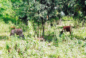 Cải tạo đàn bò địa phương bằng phương pháp nhân giống bò lai Sind nhóm Zêbu mang lại hiệu quả kinh tế cao ở xã Toàn Sơn (Đà Bắc).