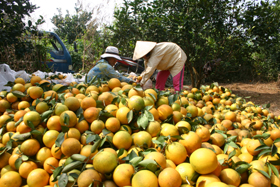 Nông dân Cao Phong phấn khởi bước vào vụ cam được mùa, được giá