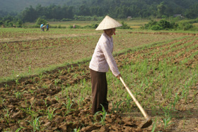 Nông dân xã Dũng Phong (Cao Phong) trồng cây màu vụ đông mang lại hiệu quả kinh tế cao