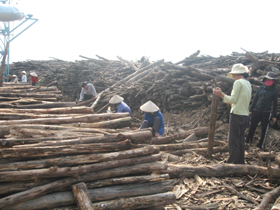 Xã Đồng Bảng, Mai Châu trồng rừng kinh tế cho thu nhập từ 40 - 50 triệu đồng/ha.