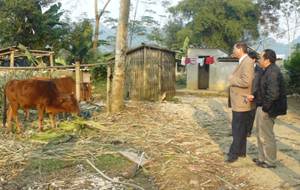 Đồng chí Hoàng Văn Tứ, Giám đốc Sở NN&PTNT tỉnh kiểm tra thực tế công tác phòng - chống đói, rét cho trâu, bò tại xã Phú Vinh  (Tân Lạc).