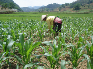 Được chuyển giao KH-KT, nông dân xã Phú Lương (Lạc Sơn) áp dụng hiệu quả các biện pháp chăm sóc và bảo vệ cây ngô, từ đó tăng năng suất ngô lên mức bình quân 35-40 tạ/ha.