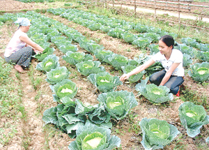 Nông dân xóm Piềng Phung, xã Nà Phòn (Mai Châu) cung ứng rau  an toàn cho thị trường.