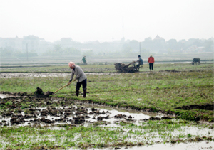 Trên những phần diện tích không sản xuất vụ đông, người dân đã cày ải để cải thiện kết cấu đất, sẵn sàng gieo cấy lúa xuân 2013 (ảnh: nông dân cày ải trên cánh đồng xã Dân Chủ, TPHB).