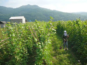 Xã Yên Mông quy hoạch diện tích trồng rau an toàn 6,5 ha, hiện đang triển khai mô hình trồng rau, đậu các loại với diện tích 0,5 ha.