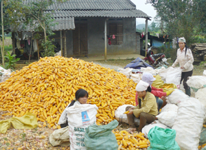 Từ sự hỗ trợ vốn vay của Ngân hàng CS-XH huyện Tân Lạc, nông dân xã Bắc Sơn đầu tư thâm canh ngô, năng suất ước đạt 60 tạ/ha.