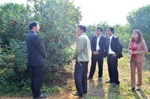 Đoàn công tác tìm hiểu hiệu quả kinh tế mô hình trồng cam đường canh của hộ gia đình anh Nguyễn Vinh Cường (xã Phú Thành, huyện Lạc Thuỷ)

