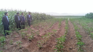 Đoàn công tác 800 tỉnh tham quan mô hình trồng ớt tại xã Hợp Thịnh.

 

