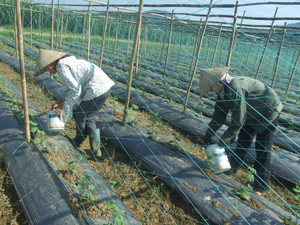 Mô hình trồng mướp đắng lấy hạt đem lại thu nhập cao cho nông dân xã Lỗ Sơn (Tân Lạc).