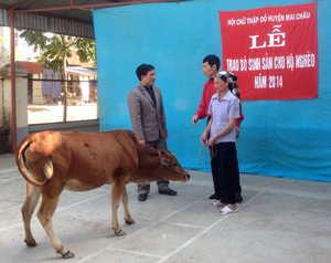 Đại diện Hội Chữ thập đỏ huyện Mai Châu trao tặng con bò sinh sản cho gia đình bà Vì Thị Đội.