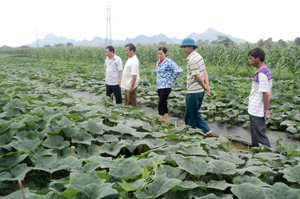Mỗi năm, xã Yên Lạc đều triển khai 2 mô hình chuyển đổi cơ    cấu cây trồng, đem lại hiệu quả kinh tế cao cho người dân. Trong ảnh: Lãnh đạo MTTQ xã Yên Lạc thăm mô hình trồng bí đỏ lấy hạt ở xóm Chóng.