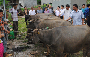 Cán bộ Trung tâm KN-KN và các đơn vị phối hợp bàn giao trâu giống cho các hộ tham gia dự án chăn nuôi trâu sinh sản quy mô nông hộ tại xã Phú Cường (Tân Lạc).