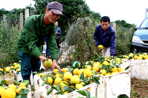 Nông dân Cao Phong thu hoạch cam niên vụ 2015.
