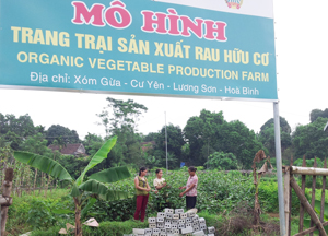 Nhóm sản xuất rau hữu cơ  xóm Gừa,  xã Cư Yên  hoạt động  hiệu quả hơn  từ khi tham gia liên nhóm  nông nghiệp hữu cơ huyện Lương Sơn và áp dụng hệ thống quản lý chất lượng PGS.