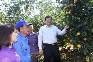 Đồng chí Tổng Giám đốc Công ty CP Supe Phốt phát và Hóa chất Lâm Thao trao đổi kỹ thuật sử dụng phân bón cùng bà con trồng cam Cao Phong.

