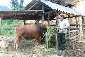 Từ vốn vay NHCSXH, gia đình anh Hà Văn Quynh xóm Hày Dưới, xã Bắc Sơn (Tân Lạc) đầu tư nuôi bò, phát triển kinh tế gia đình.
