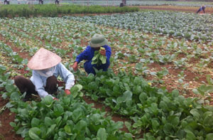 Trong năm, toàn tỉnh đã chuyển đổi trên 900 ha đất lúa kém hiệu quả sang trồng các loại rau màu ngắn ngày cho thu nhập cao hơn (ảnh: trồng rau hữu cơ đảm bảo chất lượng VSATTP tại xã Tân Vinh, huyện Lương Sơn)