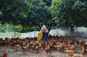 Theo kế hoạch trên, Sở NN&PTNT xác định phát triển tăng quy mô đàn gà tại các địa phương có lợi thế như Lạc Thủy, Lạc Sơn, Mai Châu… tiến tới xây dựng thương hiệu để đưa sản phẩm ra các thị trường ngoại tỉnh.