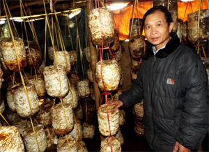 Nhiều gia đình xã Nhân Nghĩa tận dụng nguồn phụ phẩm nông nghiệp trồng nấm cho hiệu quả cao.