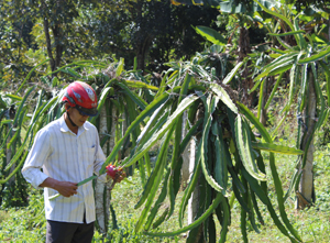Mô hình trồng thanh long  ở xóm Cang 3, xã Hòa Bình (TP Hòa Bình) cho thu nhập 125 triệu đồng/ha đang được nhân rộng góp phần tăng thu nhập và giảm nghèo bền vững.