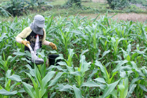 Người dân xã Thượng Tiến  (Kim Bôi) mở rộng diện tích trồng ngô tạo nguồn hàng hóa và hỗ trợ  phát triển chăn nuôi.