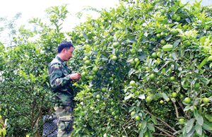 Mô hình kinh tế trang trại trồng cây ăn quả có múi diện tích 4 ha của gia đình anh Hà Văn Tuấn, khu 7, thị trấn Chi Nê (Lạc Thủy) cho thu nhập 1 tỉ đồng /năm.