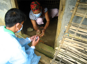 Thú y viên xã tiêm phòng cúm gia cầm cho đàn gà, vịt xã Yên Mông (thành phố Hòa Bình).