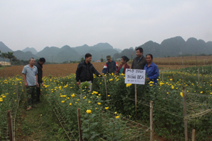Mô hình trồng hoa trên diện tích đất màu cho thu nhập cao của hộ bà Đỗ Thị Dung, hội viên chi hội nông dân thôn Đồng Tiến, xã Phú Thành.

